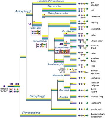 Corrigendum: New Insights Into the Evolutionary History of Melatonin Receptors in Vertebrates, With Particular Focus on Teleosts